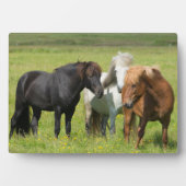 南アイスランド牧場の馬 フォトプラーク (正面)