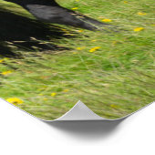 南アイスランド牧場の馬 ポスター (角)