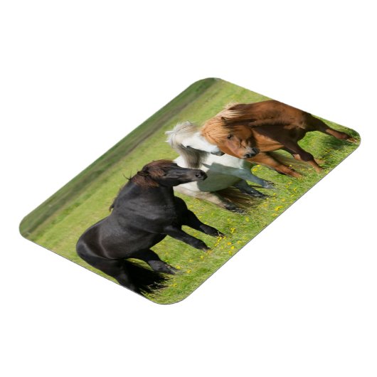 南アイスランド牧場の馬 マグネット (左側)