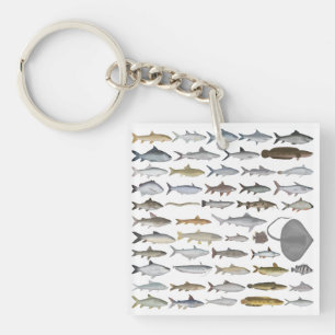 南アジアの淡水魚グループ キーホルダー