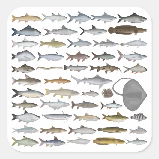 南アジアの淡水魚グループ スクエアシール (正面)
