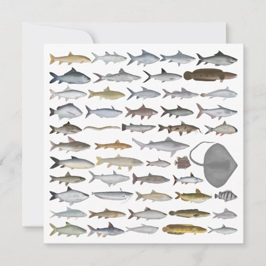 南アジアの淡水魚グループ ノートカード (正面)