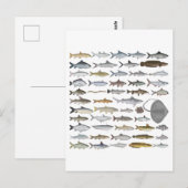 南アジアの淡水魚グループ ポストカード (正面/裏面)
