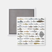 南アジアの淡水魚グループ マグネット (正面/裏面)