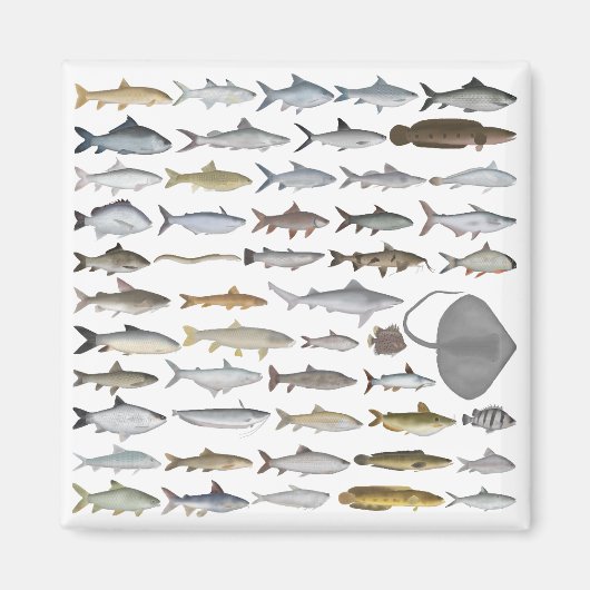 南アジアの淡水魚グループ マグネット (正面)