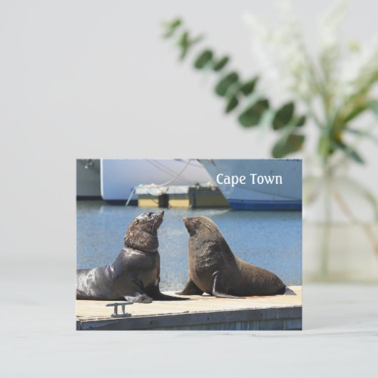 南アフリカのウォーターフロントの毛皮のシール岬 ポストカード (スタンド正面)