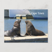 南アフリカのウォーターフロントの毛皮のシール岬 ポストカード (正面)