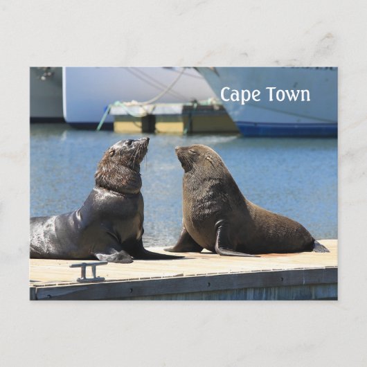 南アフリカのウォーターフロントの毛皮のシール岬 ポストカード (正面)
