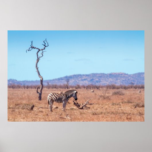 南アフリカのクルーガー国立公園のプレインズシマウマ ポスター (正面)