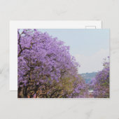 南アフリカのジャカランダ紫の花 ポストカード (正面/裏面)