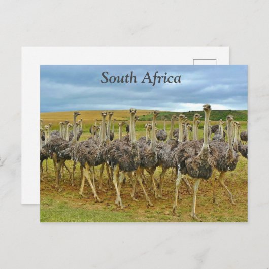 南アフリカのダチョウ ポストカード (正面/裏面)
