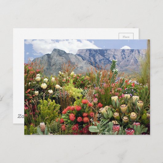南アフリカのフローラの野生の花の表示 ポストカード (正面/裏面)