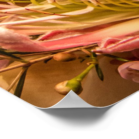 南アフリカのプロテア王 ポスター (角)