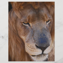 南アフリカのライオンズ史