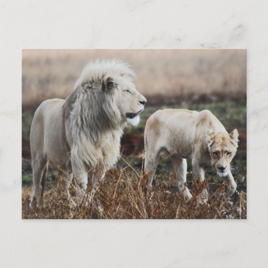 南アフリカのライオン ポストカード (正面)