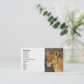 南アフリカのライオン 名刺 (スタンド正面)