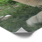 南アフリカのラバーライオン ポスター (角)