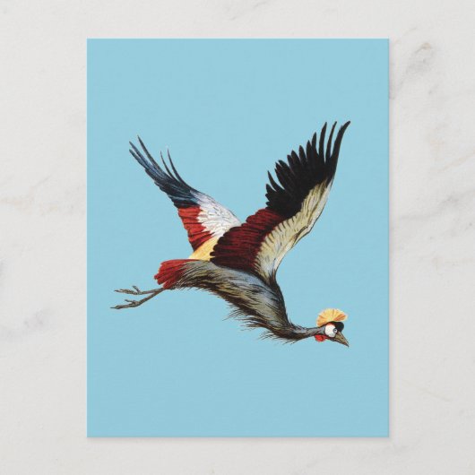 南アフリカの冠をかぶったクレーンは飛行中 ポストカード (正面)