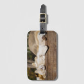 南アフリカの太陽の下で眠るライオンの写真 ラゲッジタグ (正面縦)