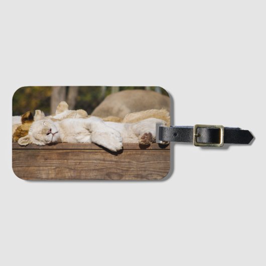 南アフリカの太陽の下で眠るライオンの写真 ラゲッジタグ (正面横)