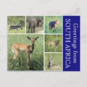 南アフリカの挨拶 ポストカード (正面)