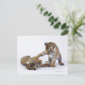南アフリカの捕虜 ポストカード (スタンド正面)