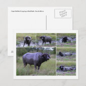 南アフリカの水風呂を楽しむバッファロー岬 ポストカード (正面/裏面)