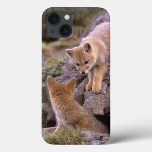南アフリカの灰色キツネ(Lycalopexのgriseus)の組 Case-Mate iPhoneケース (裏面)