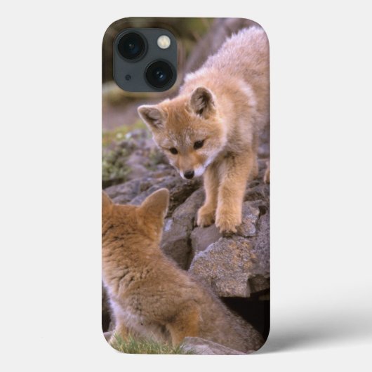 南アフリカの灰色キツネ(Lycalopexのgriseus)の組 Case-Mate iPhoneケース (裏面)