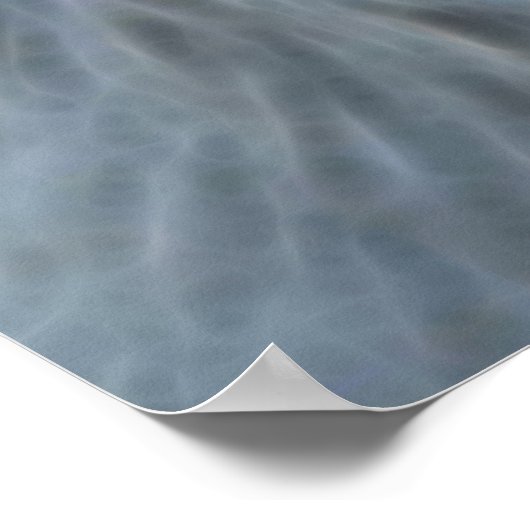 南アフリカの白いライオン ポスター (角)