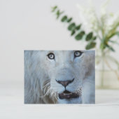 南アフリカの白いライオン ポストカード (スタンド正面)