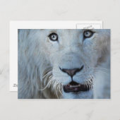 南アフリカの白いライオン ポストカード (正面/裏面)