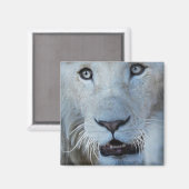 南アフリカの白いライオン マグネット (正面/裏面)