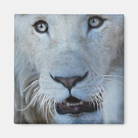 南アフリカの白いライオン マグネット (正面)