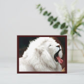 南アフリカの白ライオン ポストカード (スタンド正面)