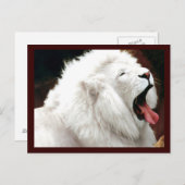 南アフリカの白ライオン ポストカード (正面/裏面)