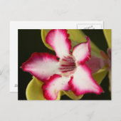南アフリカの砂漠バラ(Adenium Obeum) ポストカード (正面/裏面)