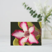 南アフリカの砂漠バラ(Adenium Obeum) ポストカード (スタンド正面)