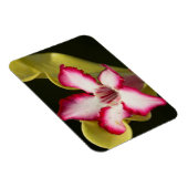 南アフリカの砂漠バラ(Adenium Obeum) マグネット (右側)