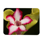 南アフリカの砂漠バラ(Adenium Obeum) マグネット (横)