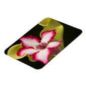 南アフリカの砂漠バラ(Adenium Obeum) マグネット (左側)