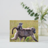 南アフリカの野生の母とベビーのヒヒ ポストカード (スタンド正面)