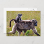 南アフリカの野生の母とベビーのヒヒ ポストカード (正面/裏面)