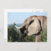 南アフリカの野生の象が草食している様子 ポストカード (正面/裏面)