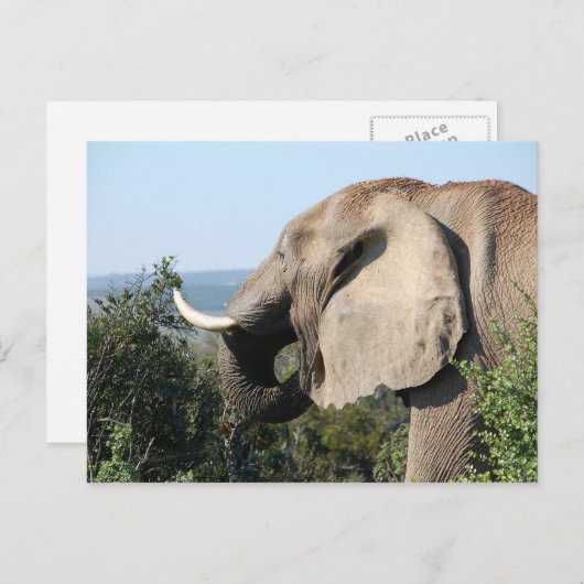 南アフリカの野生の象が草食している様子 ポストカード (正面/裏面)