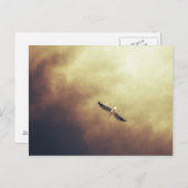 南アフリカの野生生物はがき「フリースピリット」 ポストカード (正面/裏面)