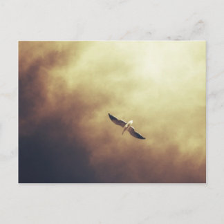 南アフリカの野生生物はがき「フリースピリット」 ポストカード