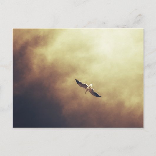 南アフリカの野生生物はがき「フリースピリット」 ポストカード (正面)