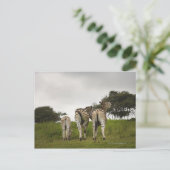 南アフリカの3つのシマウマの裏側 ポストカード (スタンド正面)