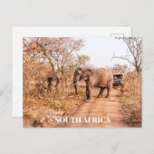 南アフリカサファリ ポストカード (正面/裏面)